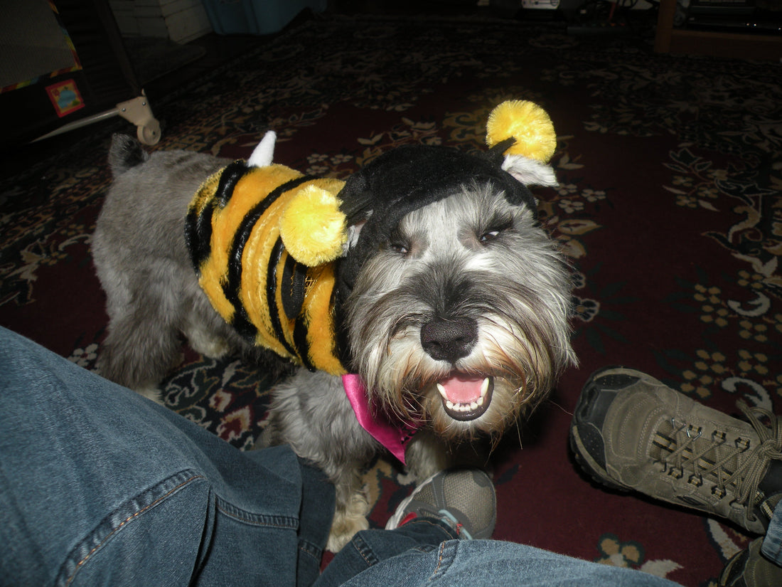 Ana, who is a Miniature Schnauzer, wearing a bee costume