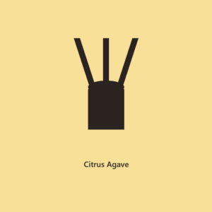 Citrus Agave 4 oz Reed Diffuser l The Everyday Collection