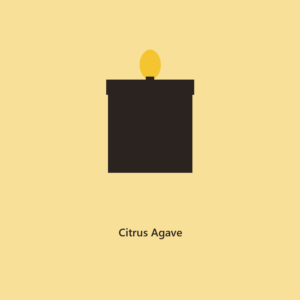 Citrus Agave 8 oz Candle l The Everyday Collection